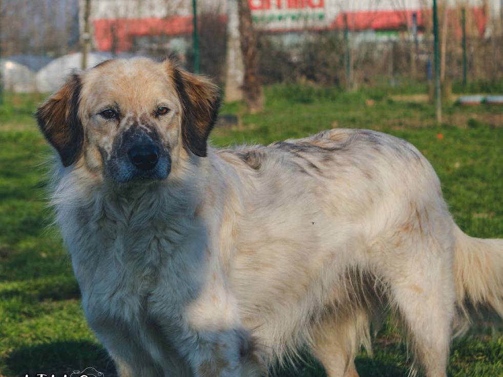 Adotta il cane Lillo a Milano
