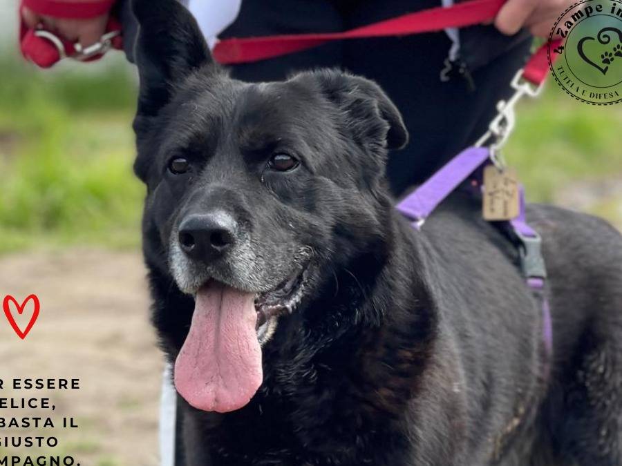 Vuoi adottare un cane a Milano?