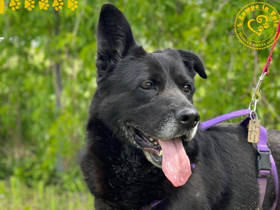 Adotta il cane Billy  a Milano