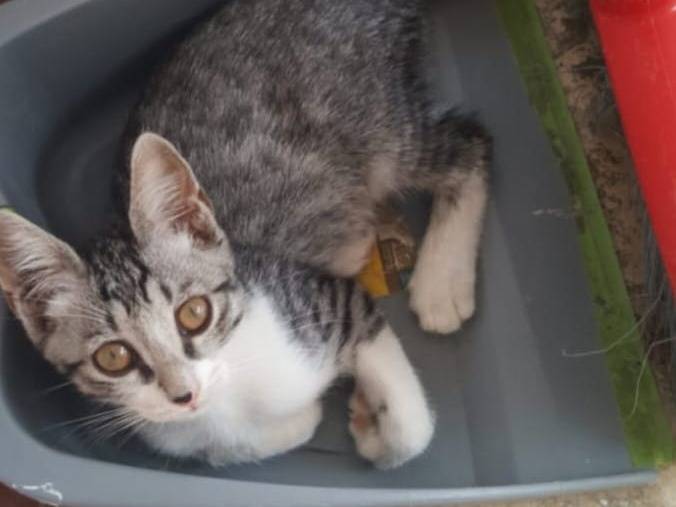 Adotta un gatto, femmina, 4 mesi, Varese