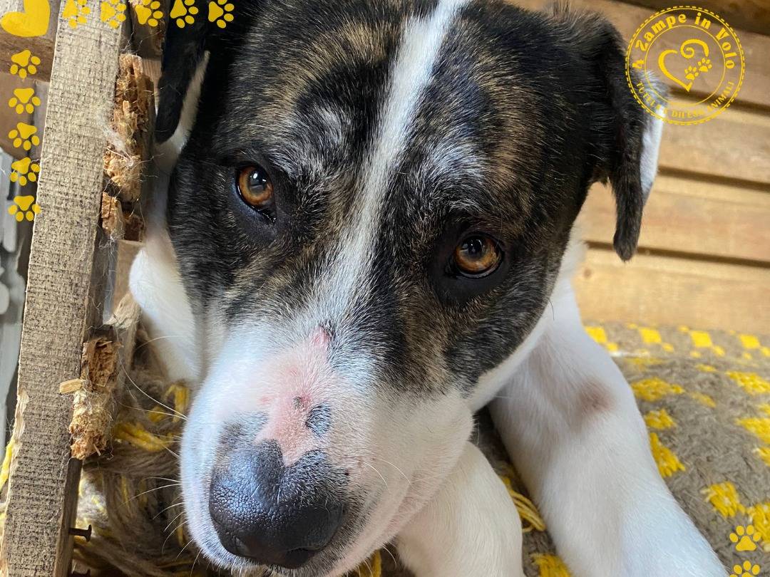 Vuoi adottare un cane a Palermo?