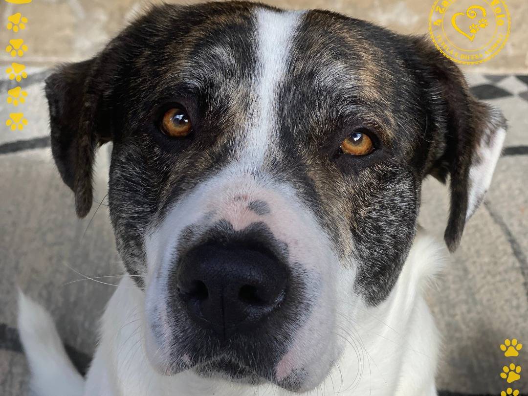 Adotta il cane Denver a Palermo