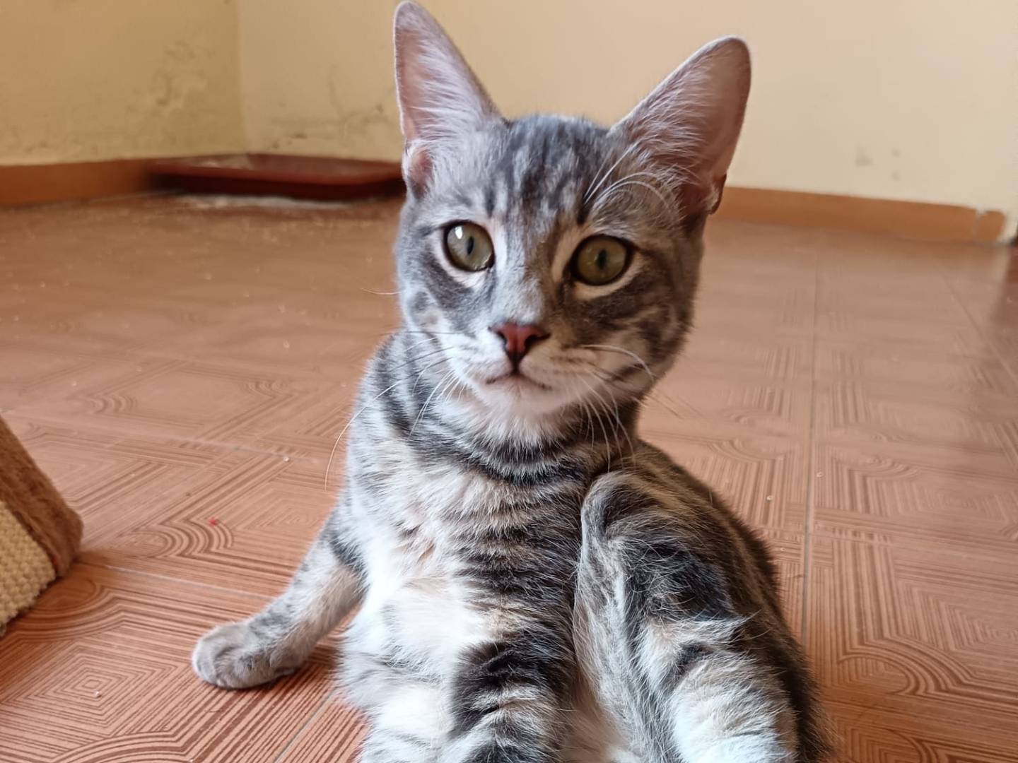 Adozione gatto, maschio, Razza sconosciuta Razza sconosciuta, 4 mesi, taglia non valida, Verona