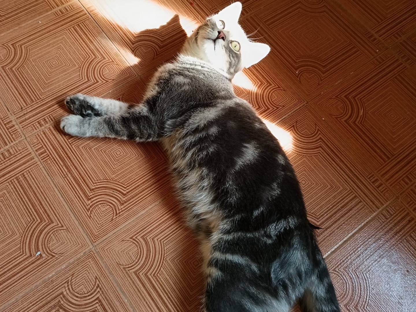 Adotta un gatto, maschio, 4 mesi, Verona