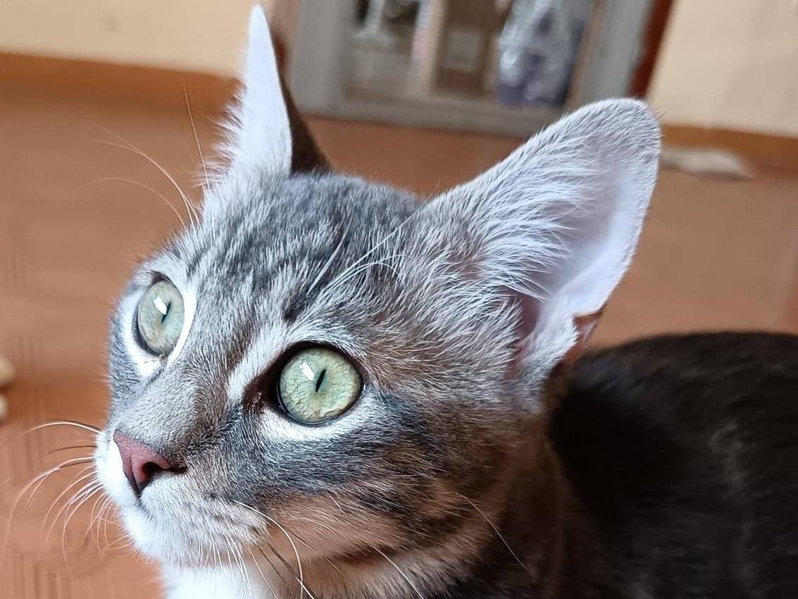 Adotta un gatto, taglia non valida, maschio, Verona
