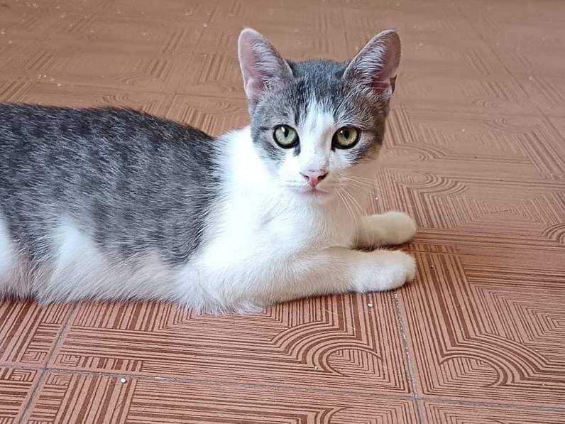 Adozione gatto, maschio, Razza sconosciuta Razza sconosciuta, 4 mesi, taglia non valida, Verona
