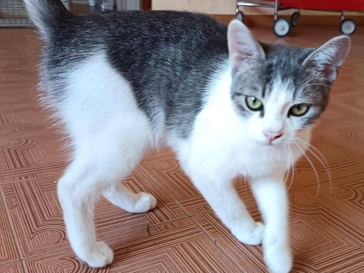 Adotta un gatto, maschio, 4 mesi, Verona