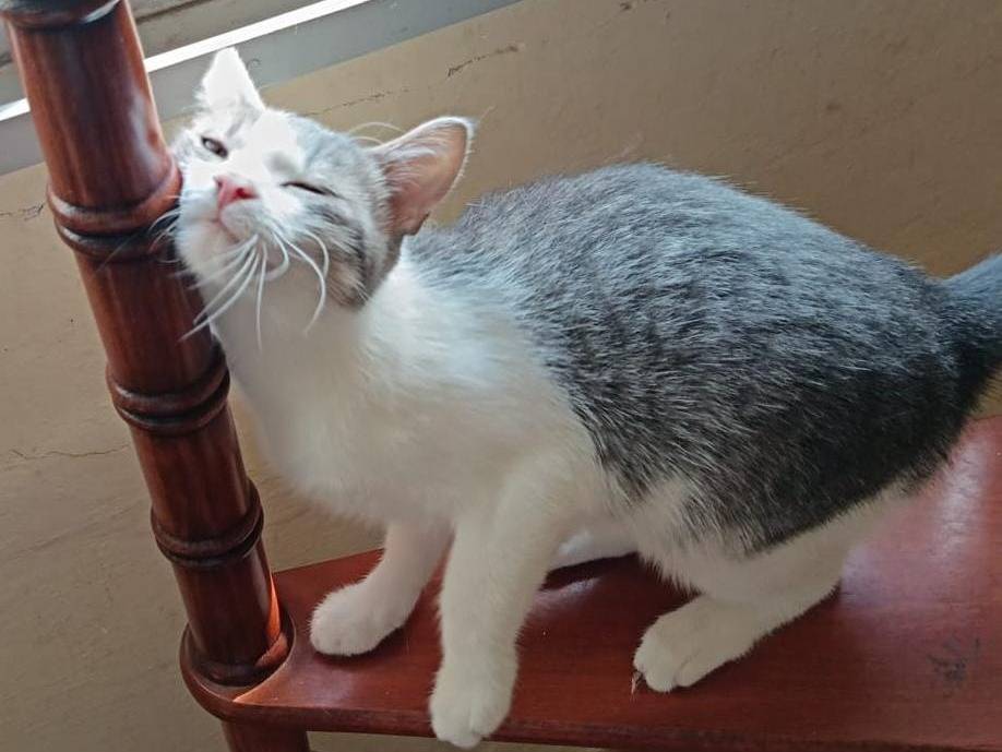 Adotta un gatto, taglia non valida, maschio, Verona