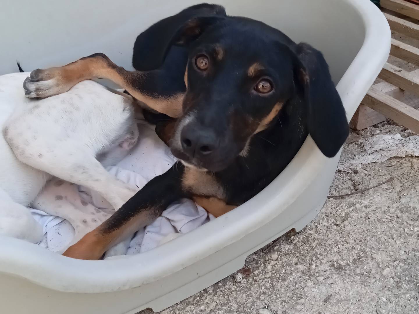Adozione cane, maschio, Razza sconosciuta Razza sconosciuta, 4 mesi, taglia media contenuta, Frosinone