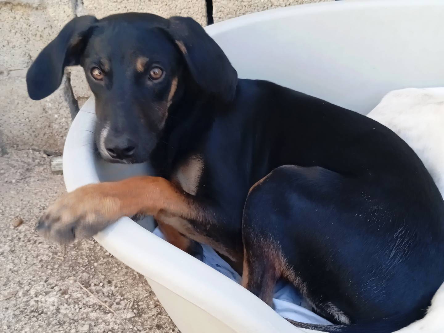 Adotta un cane, maschio, 4 mesi, Frosinone