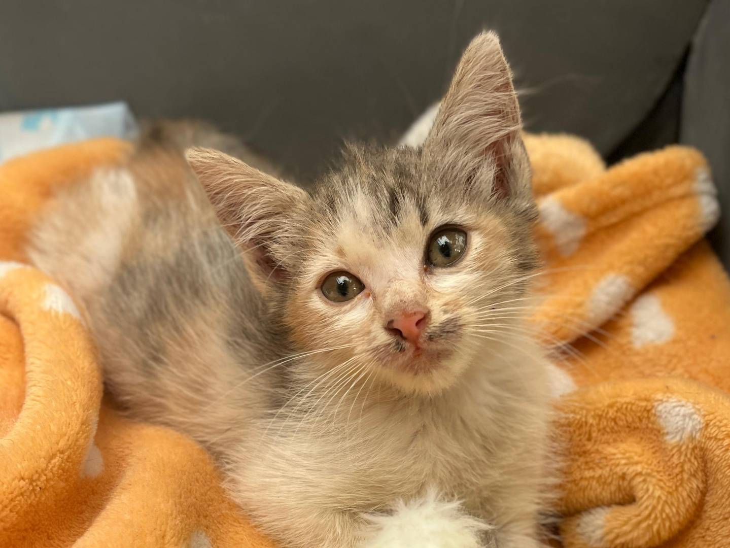 Adotta un gatto, femmina, 2 mesi, Frosinone