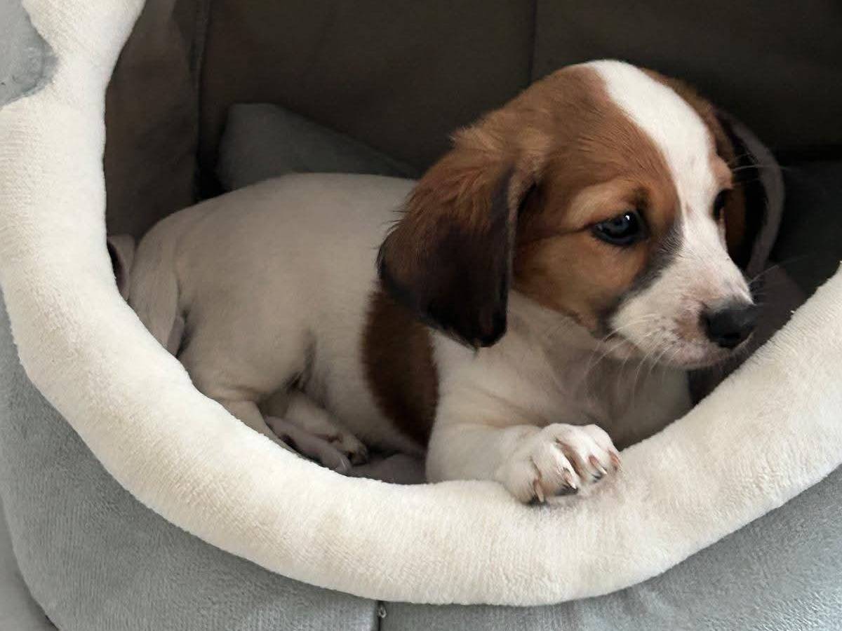 Adotta un cane, femmina, 2 mesi, Firenze