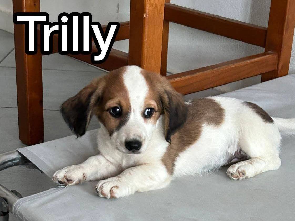 Adotta un cane, taglia media contenuta, femmina, Firenze