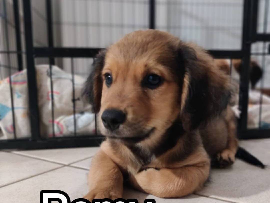 Adotta un cane, maschio, 2 mesi, Firenze