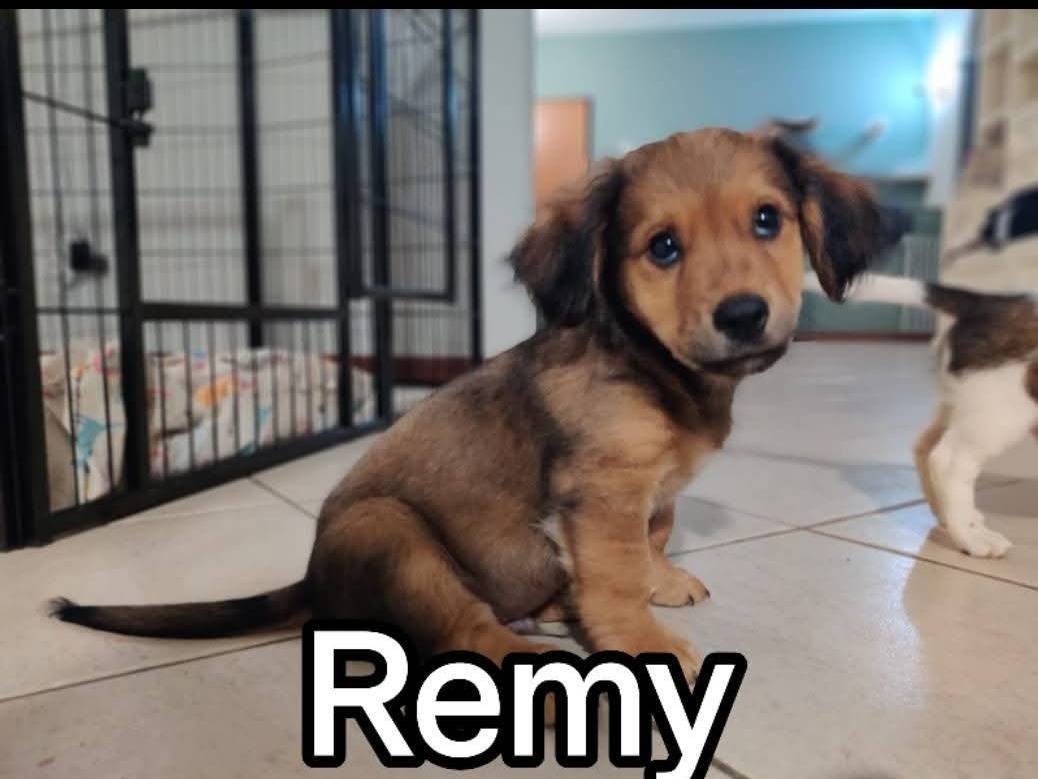 Adotta il cane REMY a Firenze