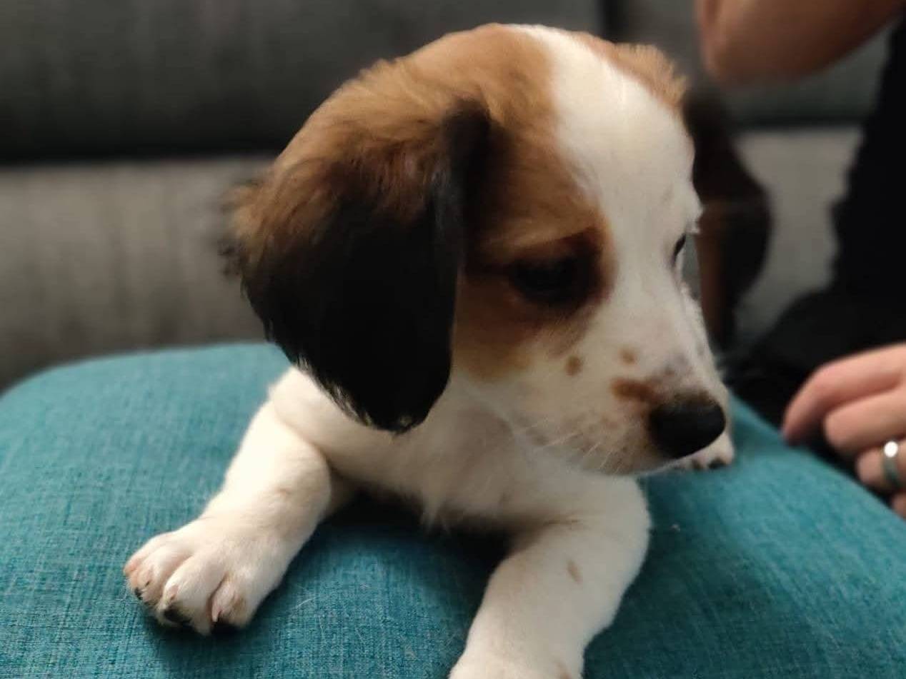 Adotta un cane, maschio, 2 mesi, Firenze