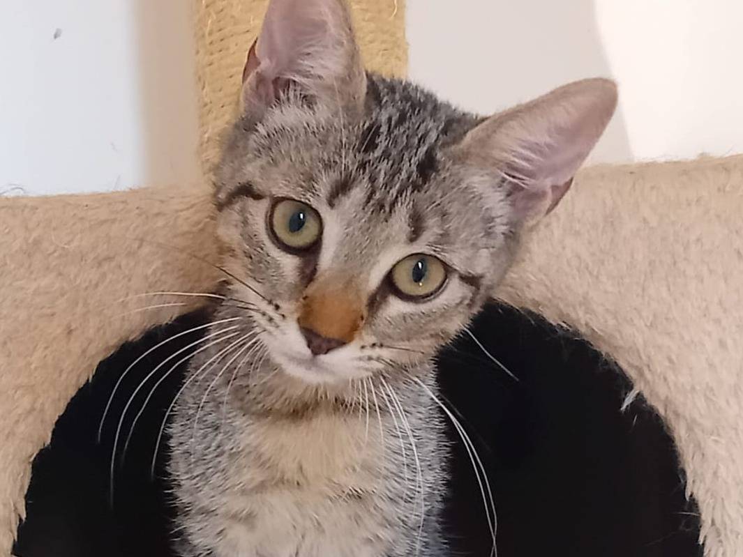 Adozione cane, femmina, Razza sconosciuta Razza sconosciuta, 5 mesi, taglia non valida, Bologna