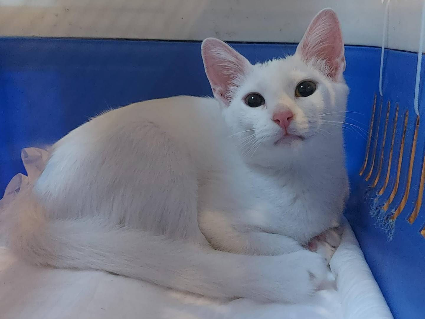 Adozione gatto, femmina, Razza sconosciuta Razza sconosciuta, 5 mesi, taglia non valida, Modena