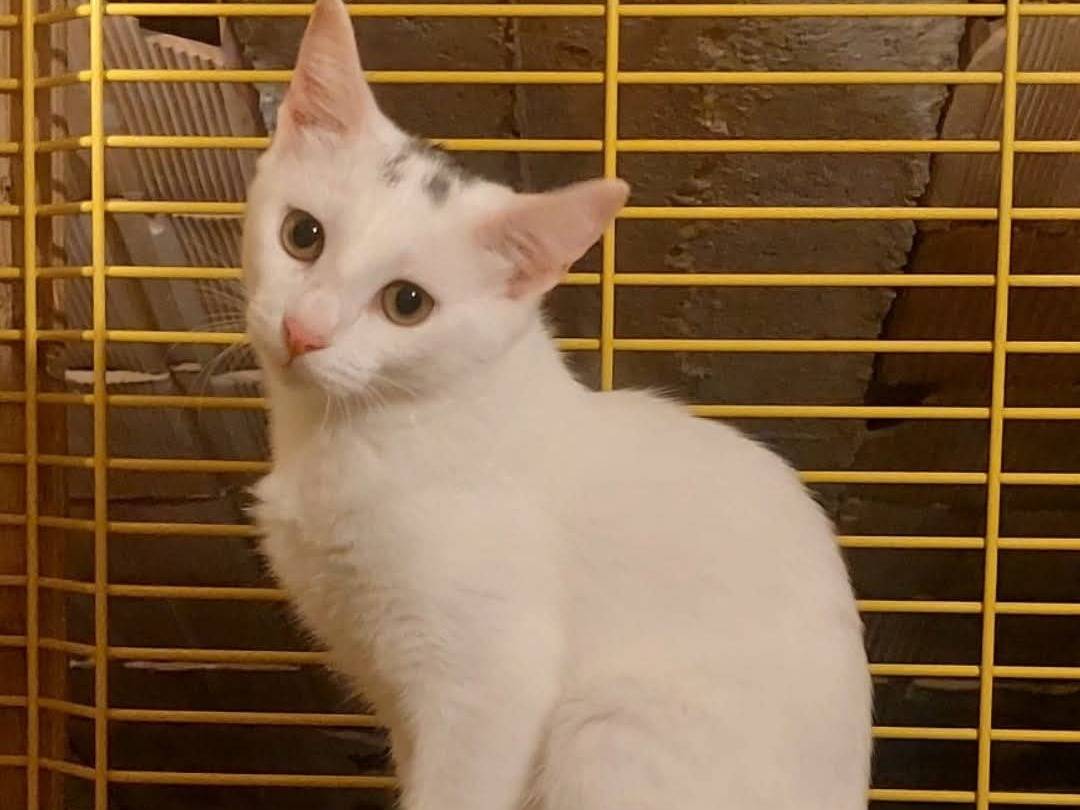 Adotta un gatto, femmina, 5 mesi, Modena