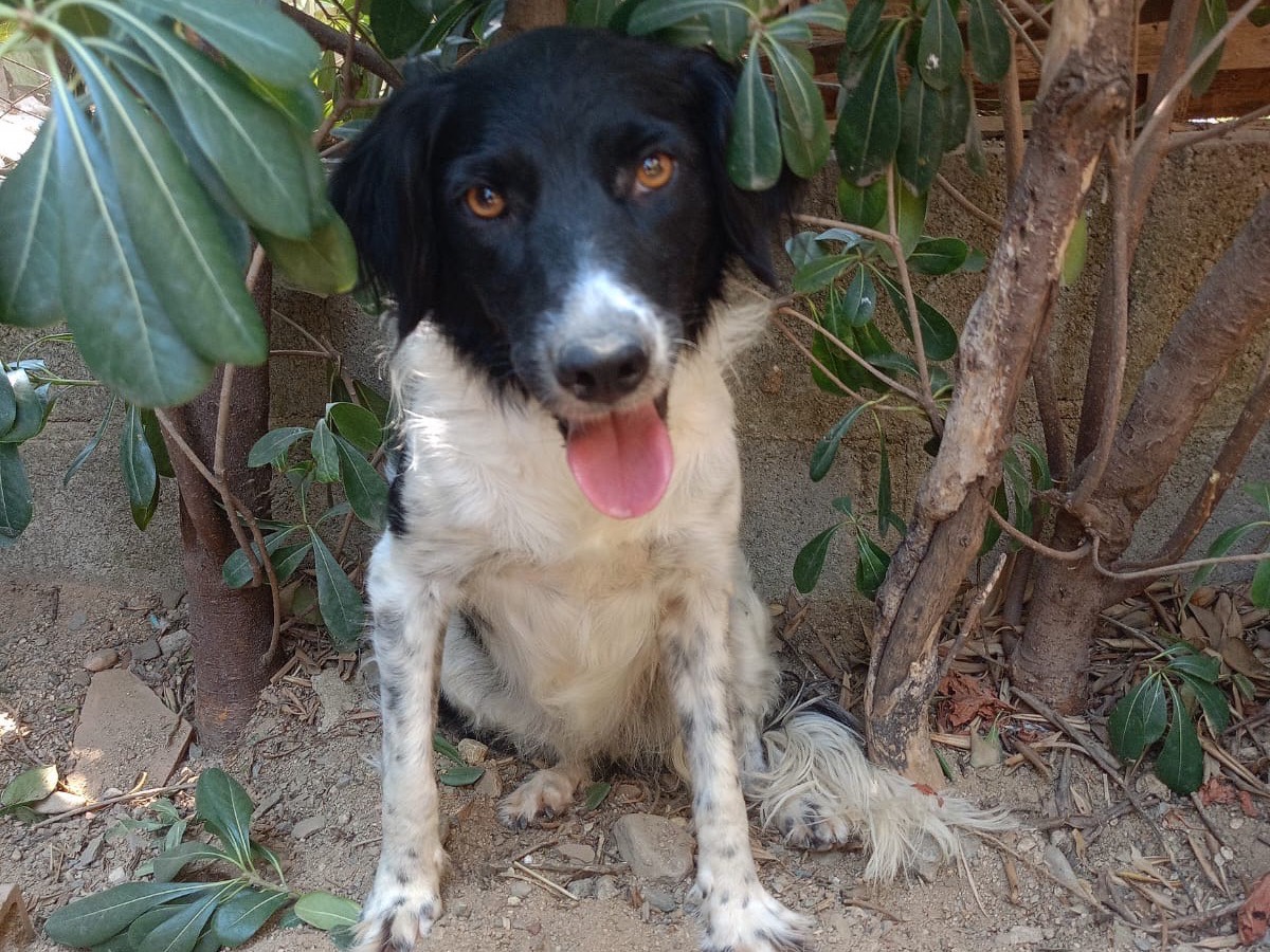 Adozione cane, femmina, Setter Inglese Razza sconosciuta, 1 anno e 2 mesi, taglia media contenuta, Crotone