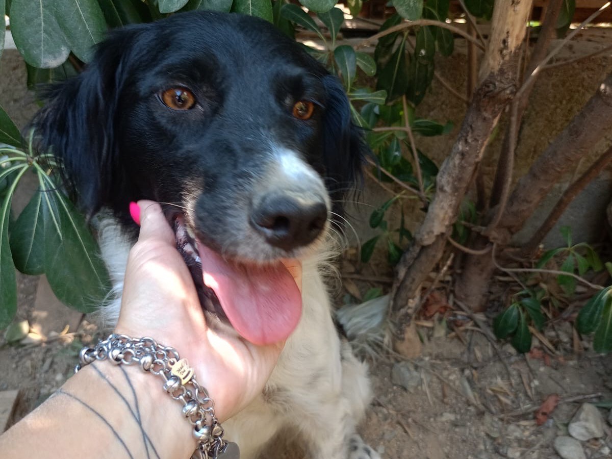 Adotta un cane, femmina, 1 anno e 2 mesi, Crotone