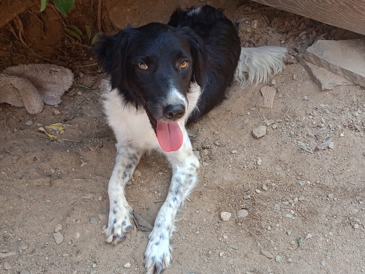 Adotta un cane, taglia media contenuta, femmina, Crotone