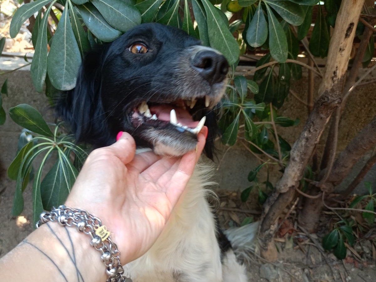 Vuoi adottare un cane a Crotone?