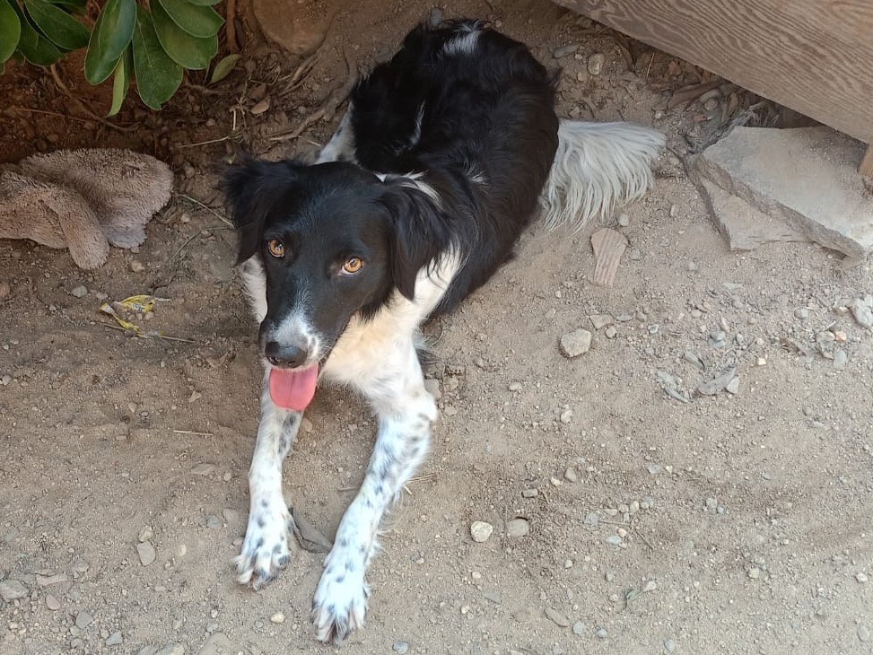 Adotta il cane SETTERINA a Crotone