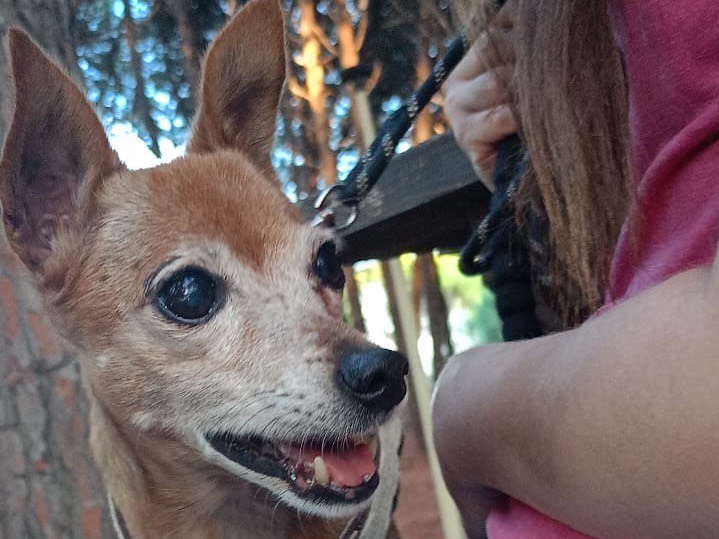 Adozione cane, femmina, Razza sconosciuta Razza sconosciuta, 14 anni e 2 mesi, taglia piccola, Crotone