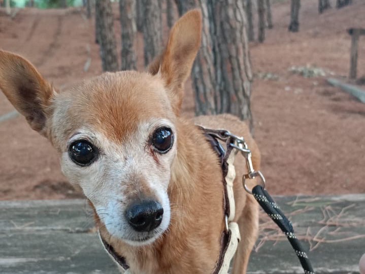 Adotta un cane, femmina, 14 anni e 2 mesi, Crotone