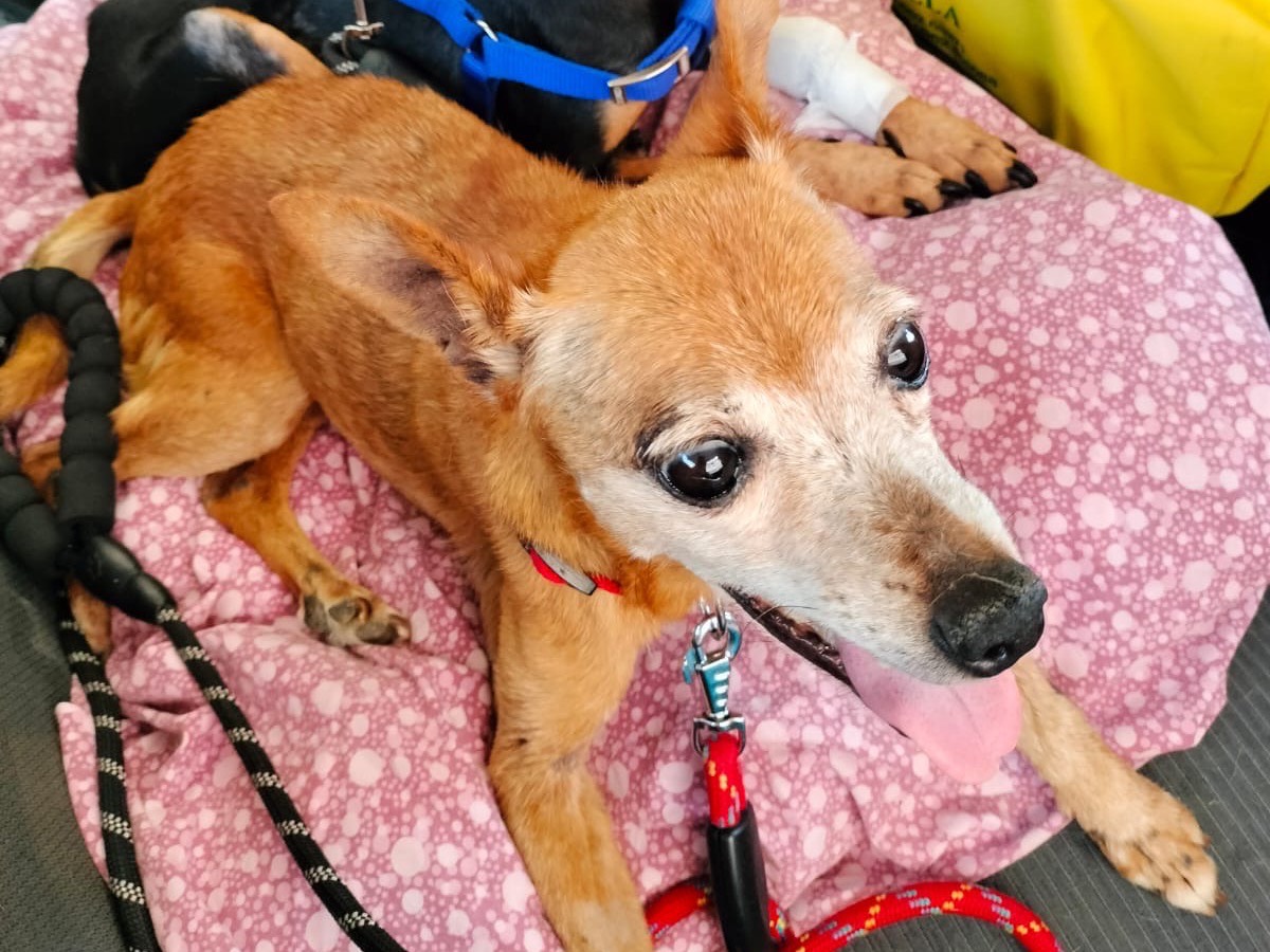 Adotta un cane, taglia piccola, femmina, Crotone