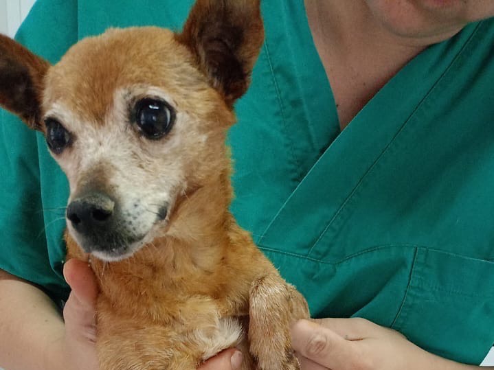 Vuoi adottare un cane a Crotone?