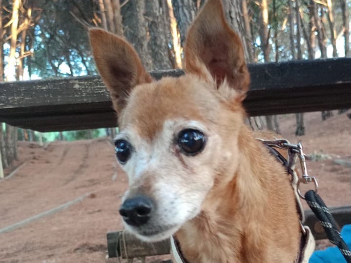 Adotta il cane BELLA a Crotone