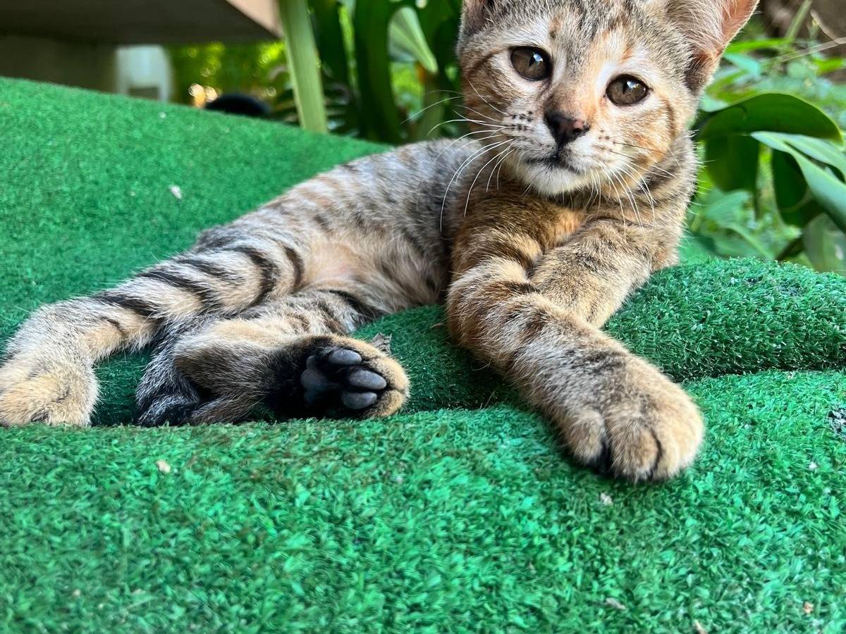 Adozione gatto, femmina, Razza sconosciuta Razza sconosciuta, 4 mesi, taglia non valida, Napoli