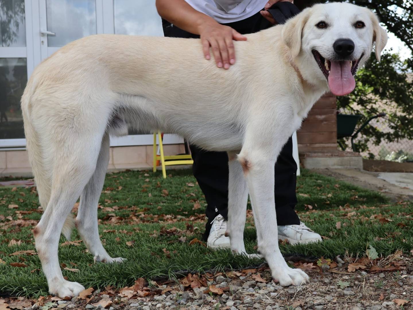 Adozione cane, maschio, Razza sconosciuta Razza sconosciuta, 2 anni, taglia media, Pisa
