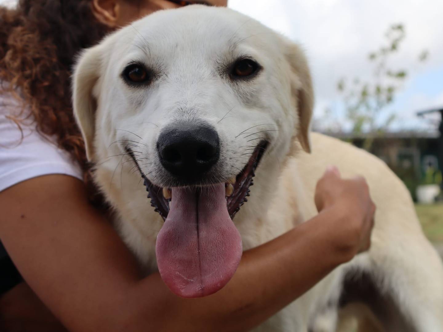 Adotta un cane, maschio, 2 anni, Pisa