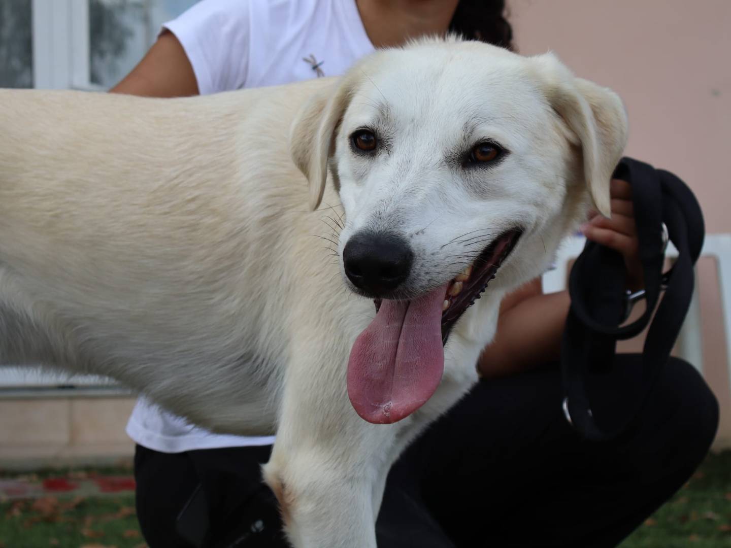 Adotta un cane, taglia media, maschio, Pisa