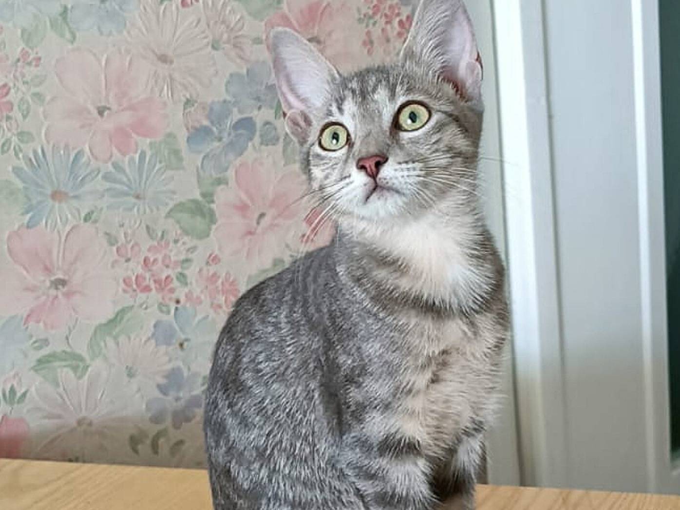 Adozione gatto, femmina, Razza sconosciuta Razza sconosciuta, 5 mesi, taglia non valida, Torino