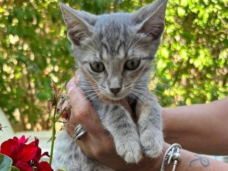 Adotta un gatto, femmina, 5 mesi, Torino