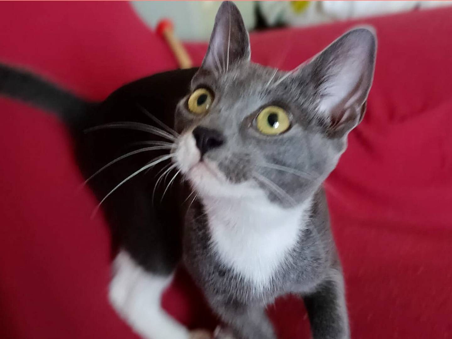 Adozione gatto, femmina, Razza sconosciuta Razza sconosciuta, 5 mesi, taglia non valida, Torino