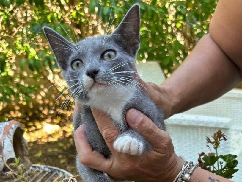 Adotta un gatto, femmina, 5 mesi, Torino