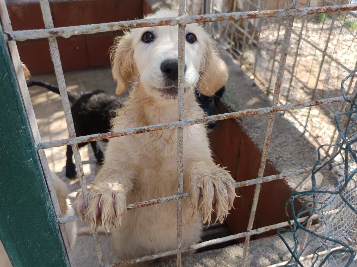Foto 1 dell'animale