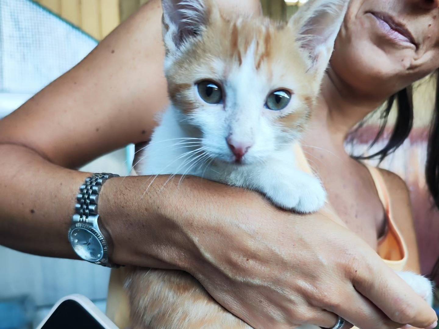 Adozione gatto, maschio, Razza sconosciuta Razza sconosciuta, 3 mesi, taglia non valida, Caserta