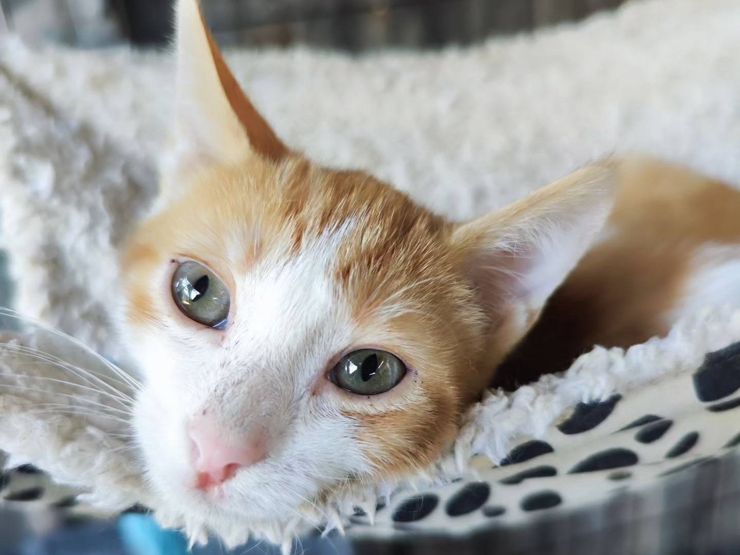Adotta un gatto, maschio, 3 mesi, Caserta