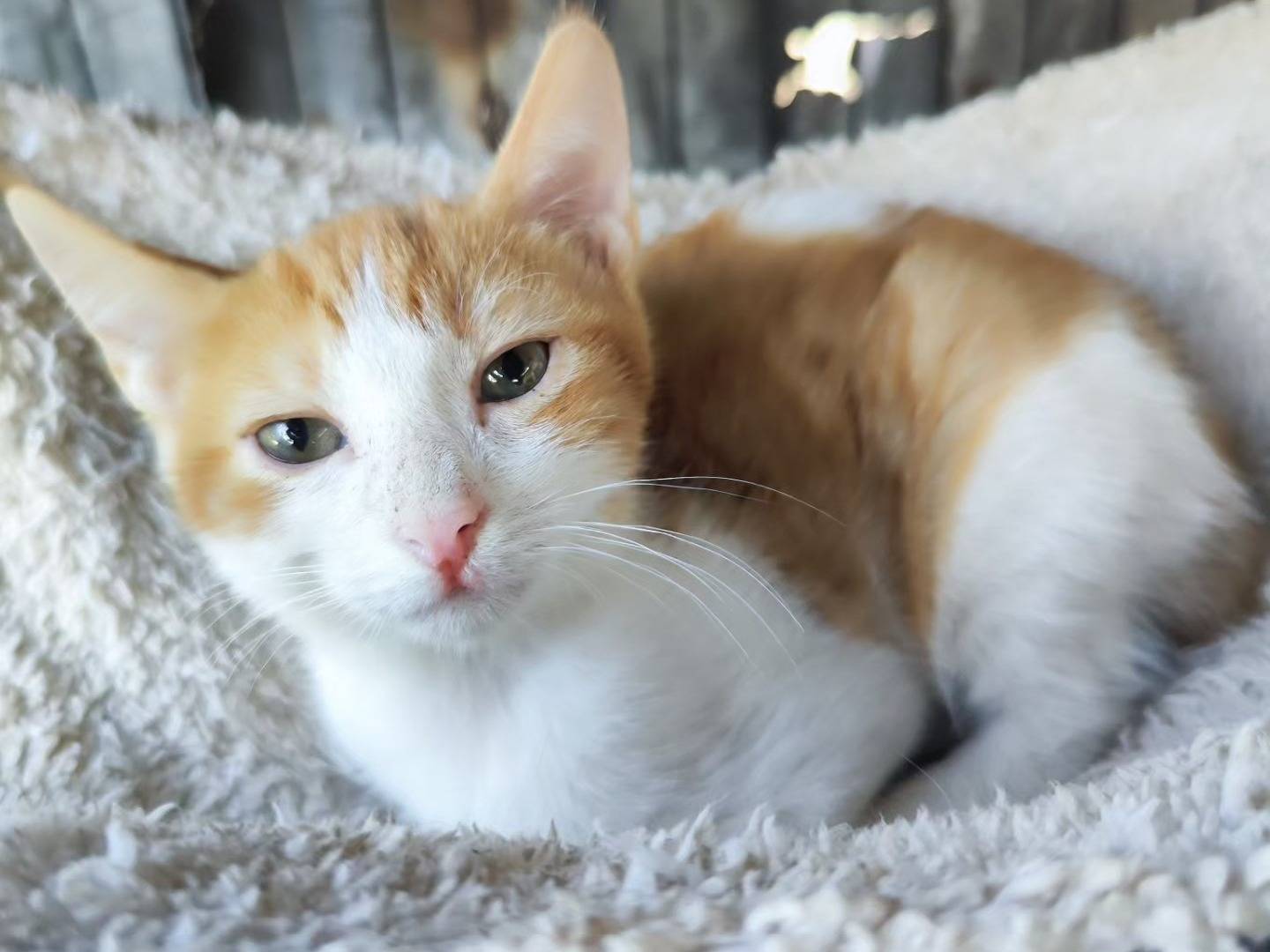 Adotta un gatto, taglia non valida, maschio, Caserta