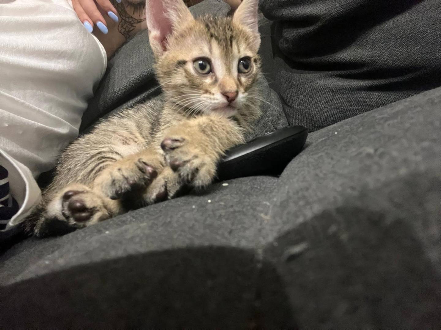 Vuoi adottare un gatto a Caserta?