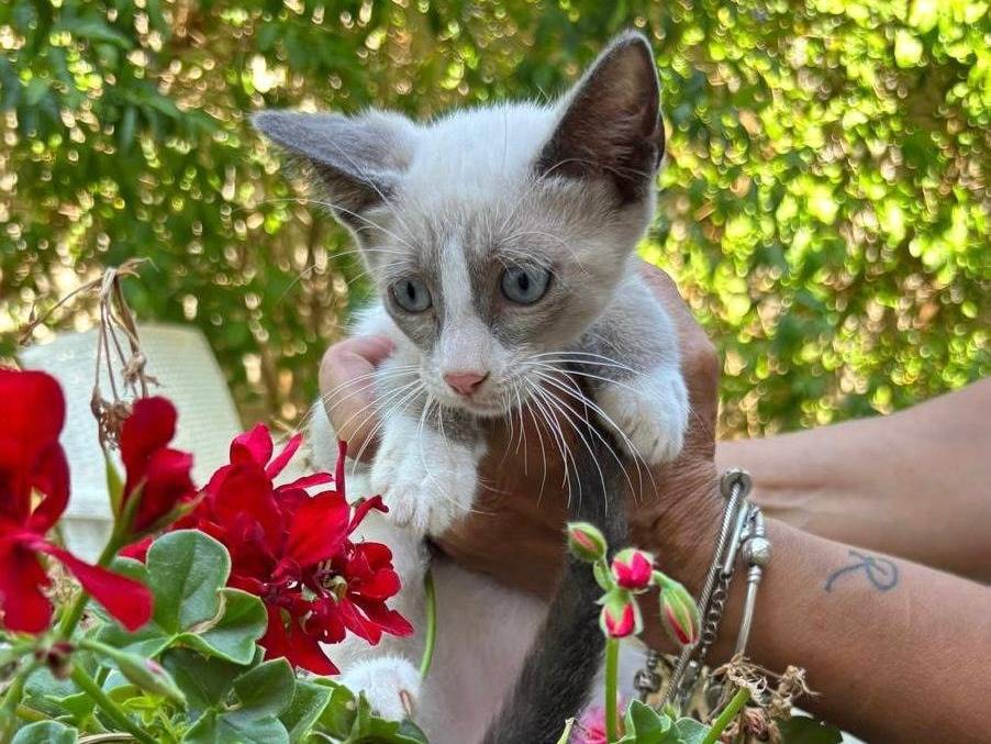 Adozione gatto, maschio, Razza sconosciuta Razza sconosciuta, 5 mesi, taglia non valida, Torino