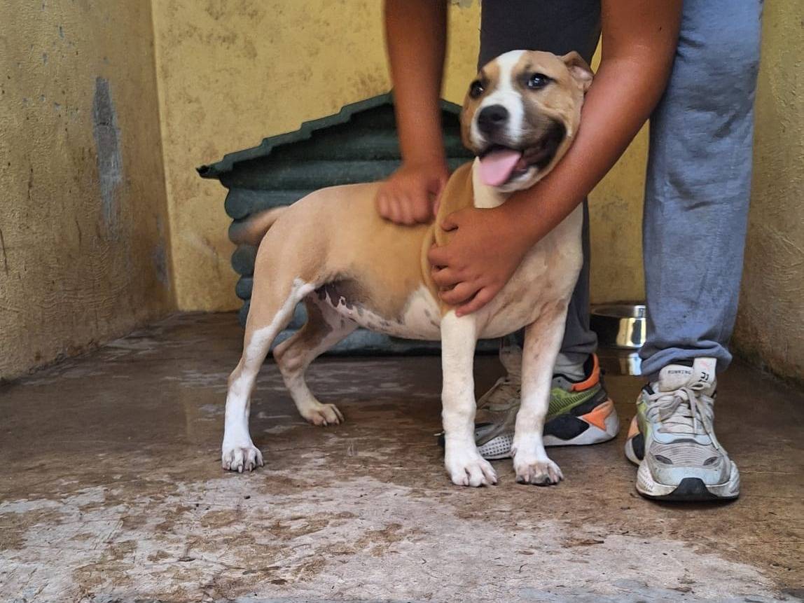 Adozione cane, femmina, Amstaff Razza sconosciuta, 3 mesi, taglia media, Caserta