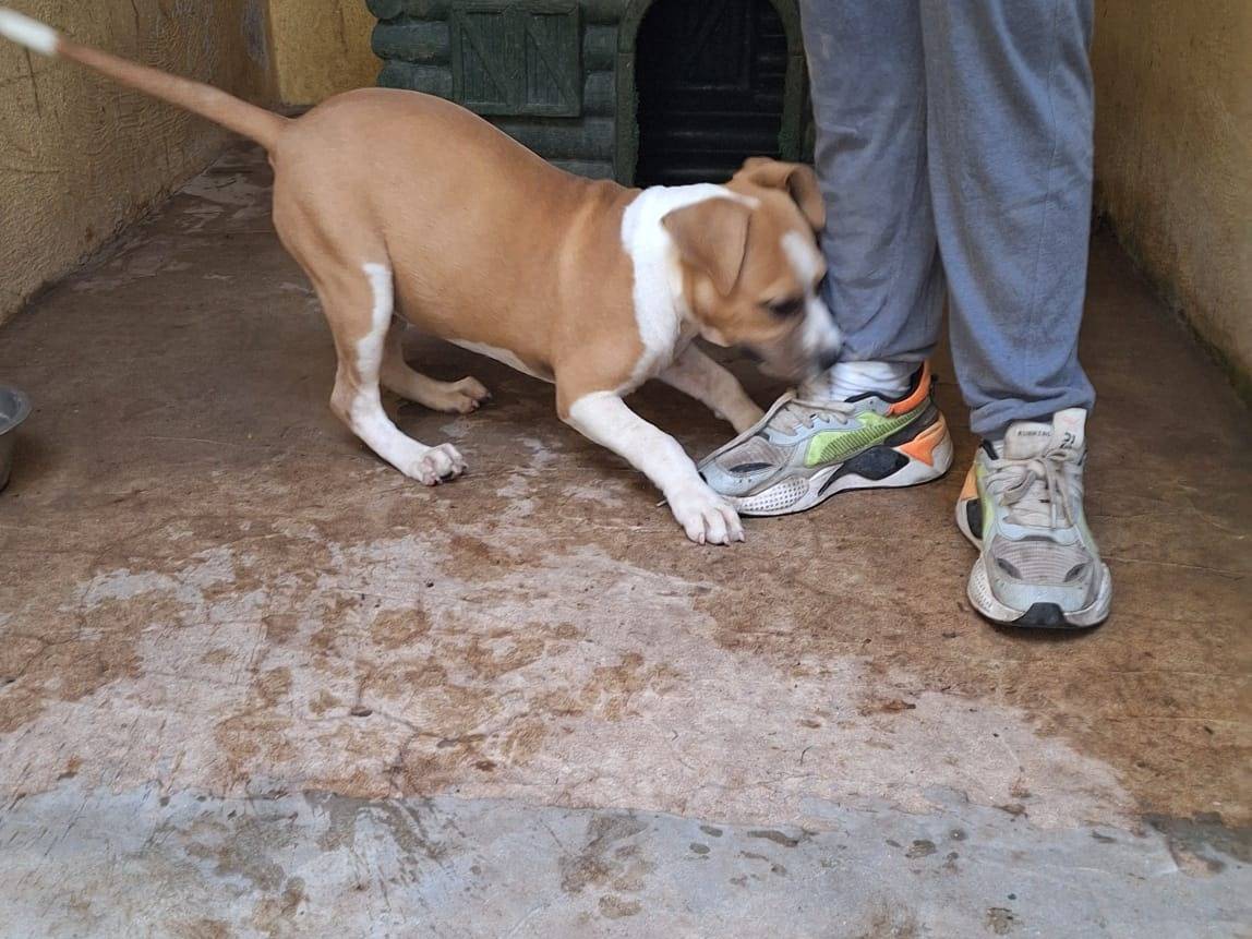 Adotta un cane, femmina, 3 mesi, Caserta