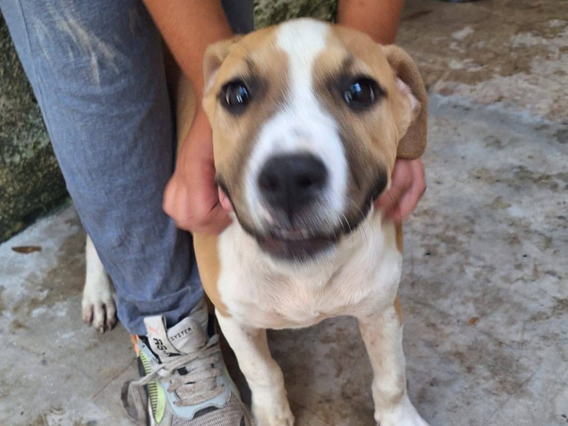 Adotta un cane, taglia media, femmina, Caserta